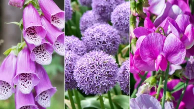  Exploring the Rich Diversity of Flowers A Comprehensive Guide